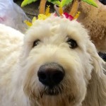 goldendoodle rehome