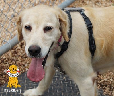 Home - Delaware Valley Golden Retriever Rescue